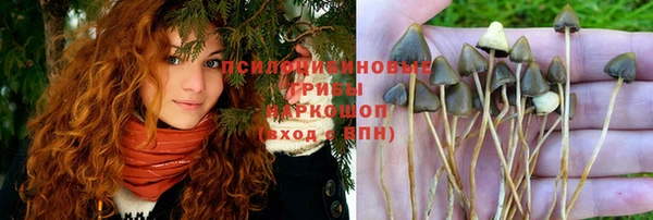ПСИЛОЦИБИНОВЫЕ ГРИБЫ Абаза