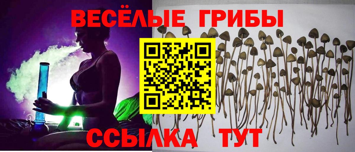 Псилоцибиновые грибы MAGIC MUSHROOMS  Псилоцибиновые грибы ЛСД  Кашира  Вход с VPN 